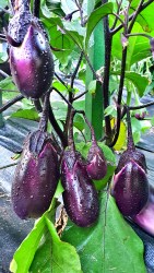 eggplant vera2